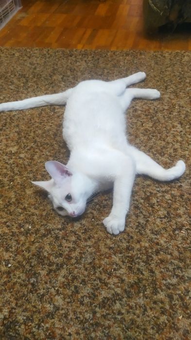 Отдам даром белоснежного котика
