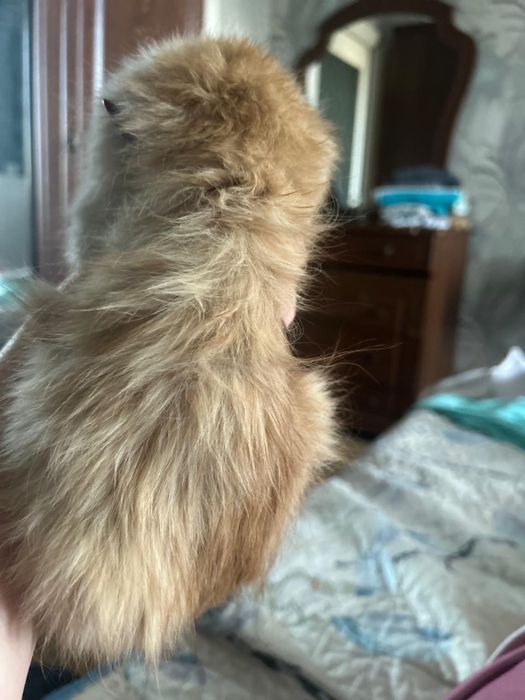 Очень красивый котик ищет дом