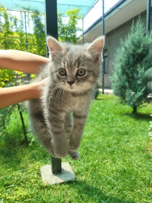 Продаются два котёнка (2 месяца)