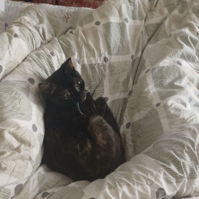 Отдам котенка в хорошие руки