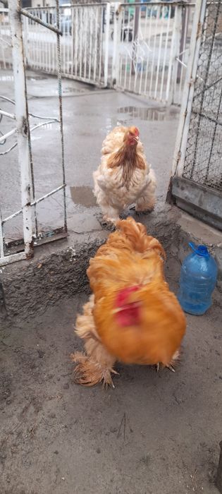 Кох товук тухумлари сотилади