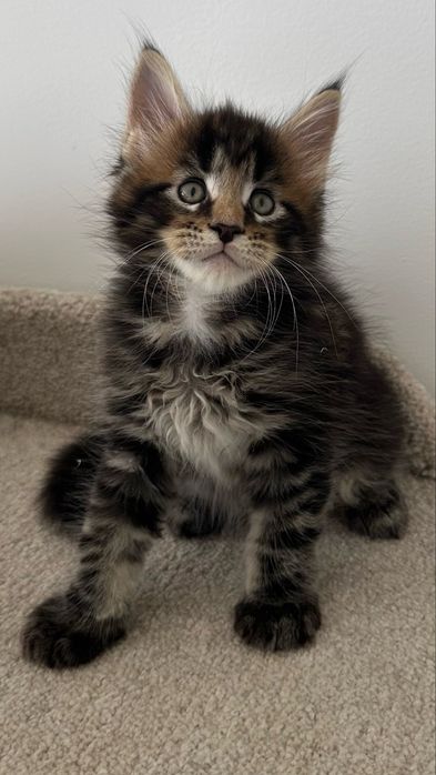 Мейн-Кун Продажа Питомник