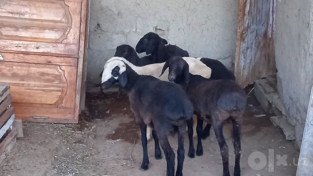 5 ta moda barra sotiladi