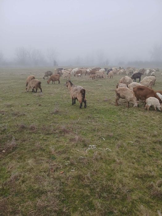 Vând capre cu iezi