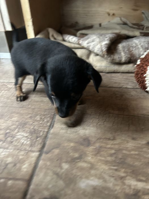 Мини пинчер мъжко и женско