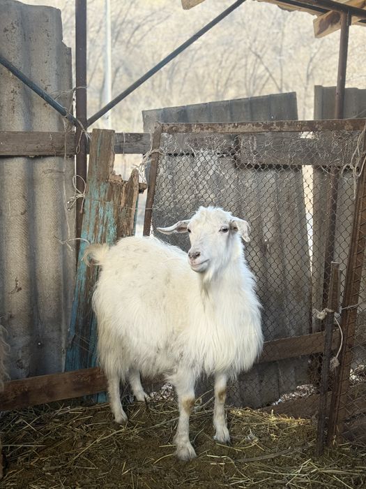 Теке-Ешкілер козлы и козы