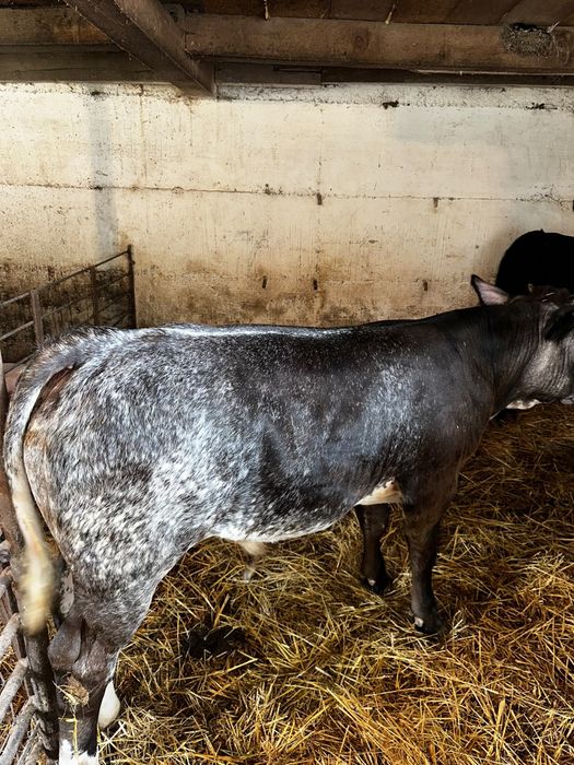 De vânzare taur belgian și vițea angus , 230 kg +