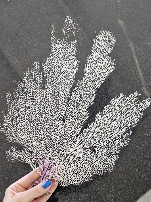 Кораллы , ракушки