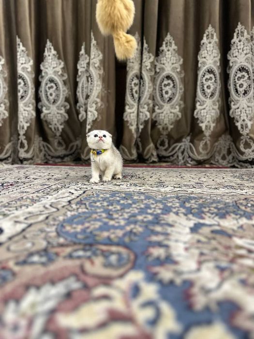 Toza britan .Fold shinshilla bollari