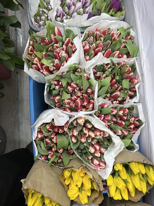 Астана Цветы Тюльпаны по 850тг