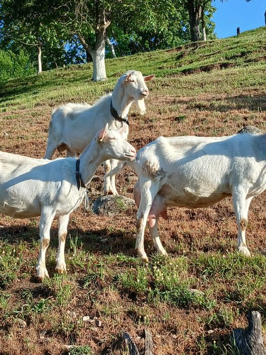 Vând Țap Saanen