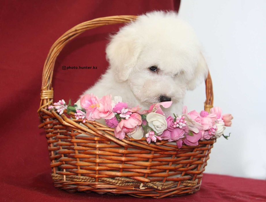 Щенки бишон фризе