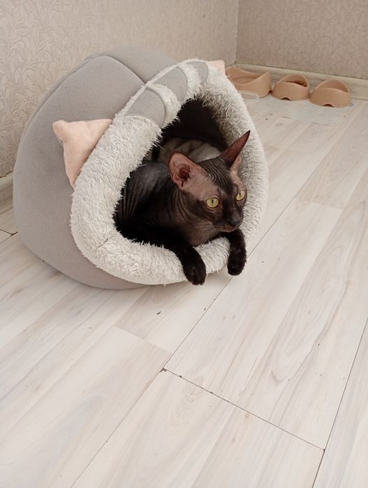 Вязка молодого котика