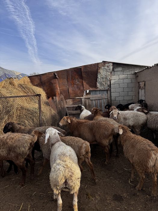 Продам баран на резку