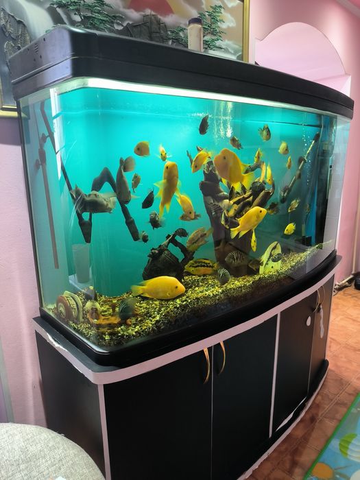 Продам аквариум с рыбками