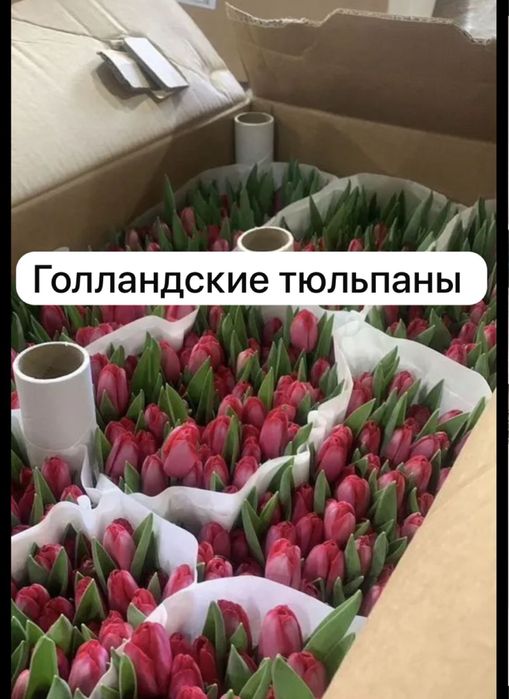 Тюльпаны экстро класса