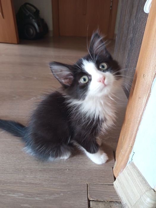 Отдам в хорошие руки котенка