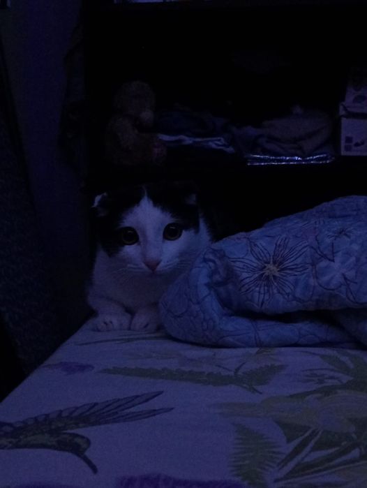 Шотландский вислоухий кот