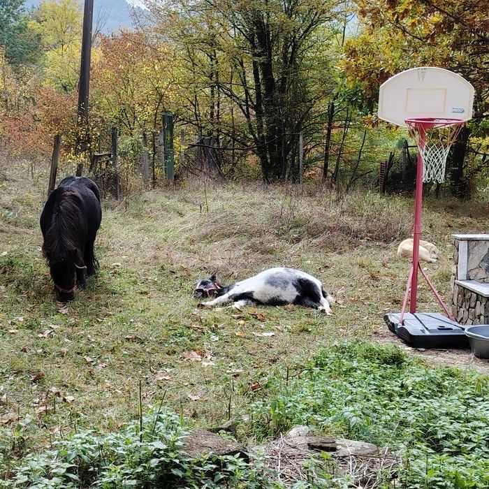 Продавам 2 понита кобили