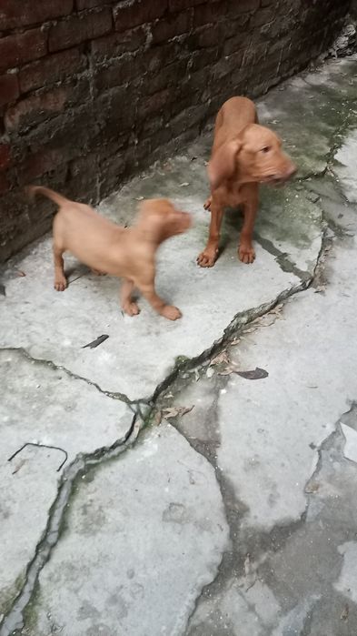 Vijla maghiara, magyar vizsla