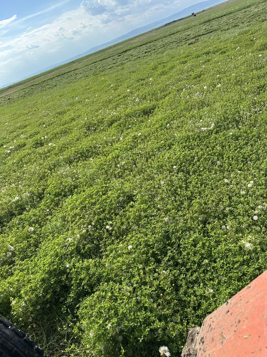 Baloti de fan  120/120