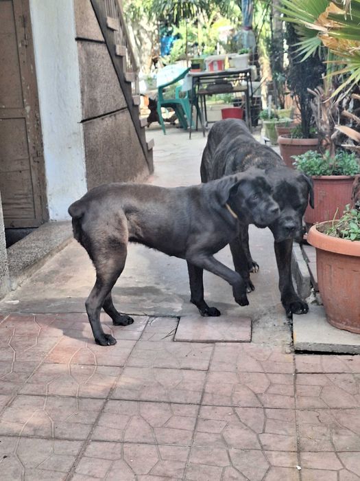 Продавам Кане Корсо