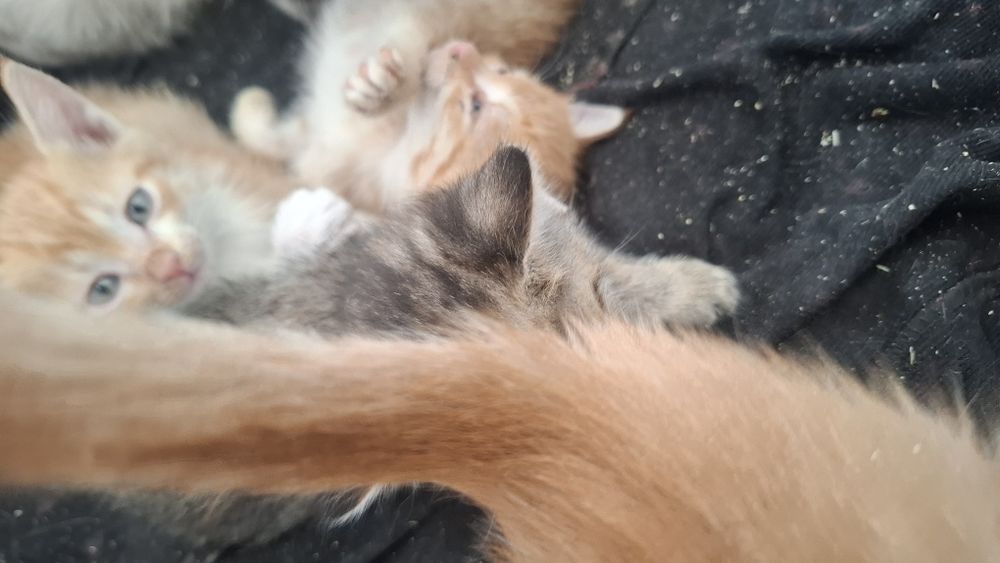 отдам котят в добрые руки