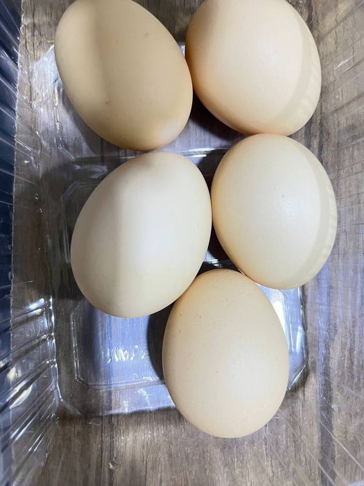 Домашний тухумлар