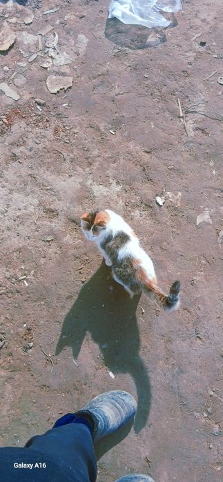 кошки спасите мысықтар құтқарыңыздаршы