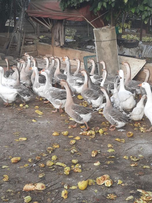 Vând ouă de găscă pentru incubat