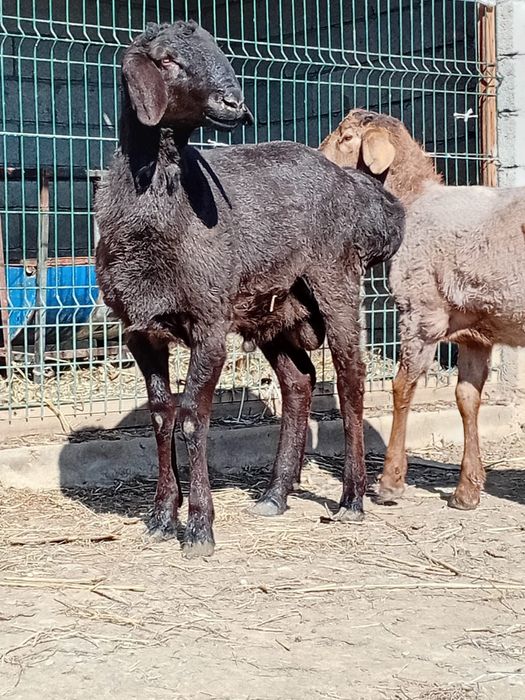 Қошқарлар сатылады