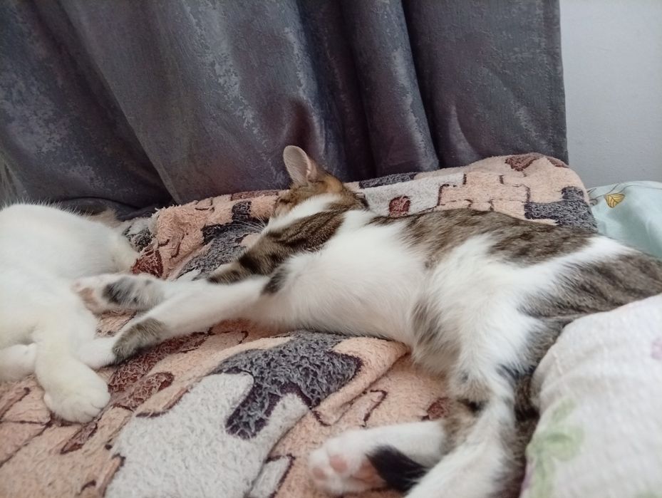 Котенок, 1 месяц, девочка.