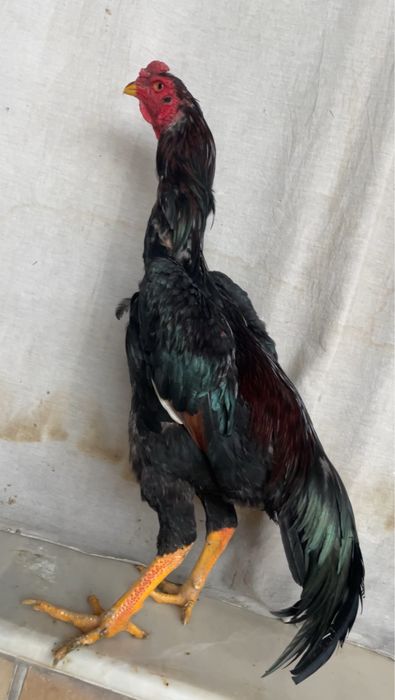 Yapon shamo Bardovi Iyun 4 ga chiqan juja