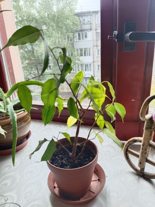 Продам Фикус Бенджамин