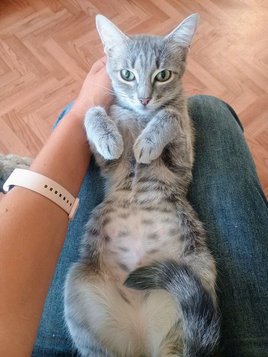 Отдам стерилизованную кошечку