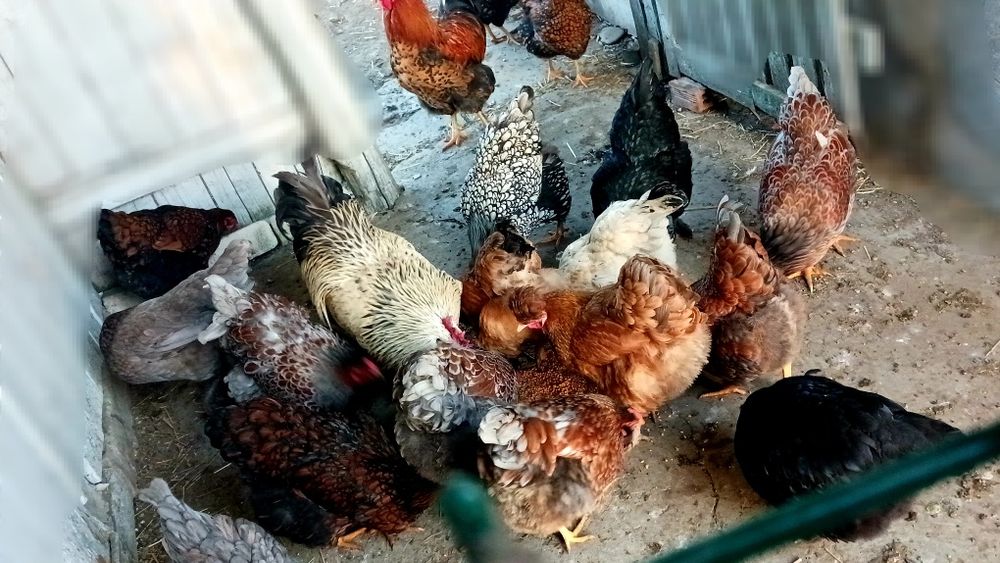 Ouă incubat Wyandotte/moțate