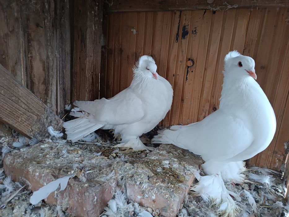 Porumbei uriaș maghiar