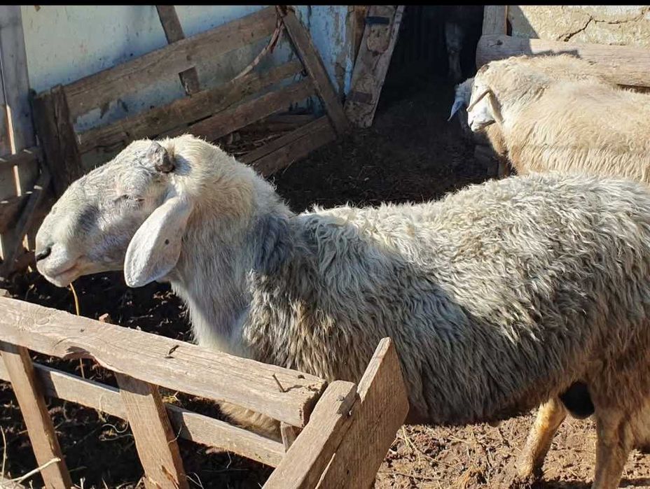 Vand oi la super pret