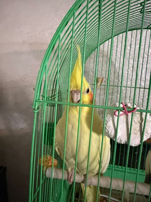 Попугай корелла продам