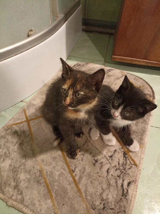 Отдам котят  в добрые руки.