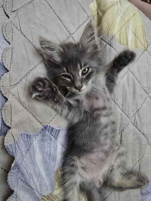 Мальчик, 1,5 месяца бесплатно