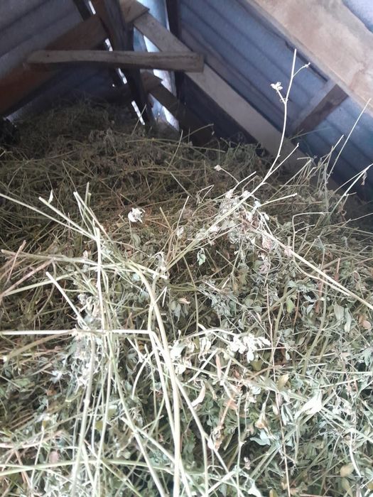 Шоп сатылады бир камаз таза кок жонышка