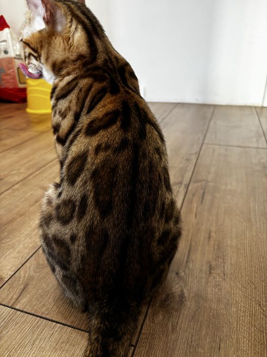 Бенгальская кошка