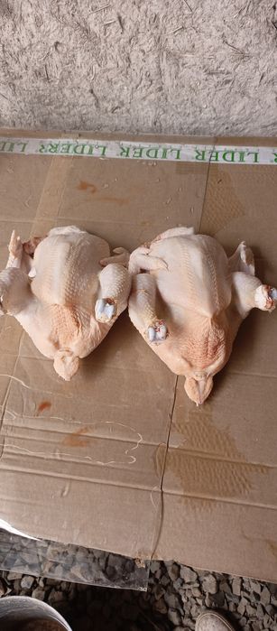 Бройлеры, тауық еті