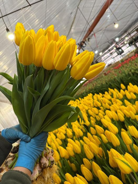 Цветы тюльпаны в розницу на 8 марта