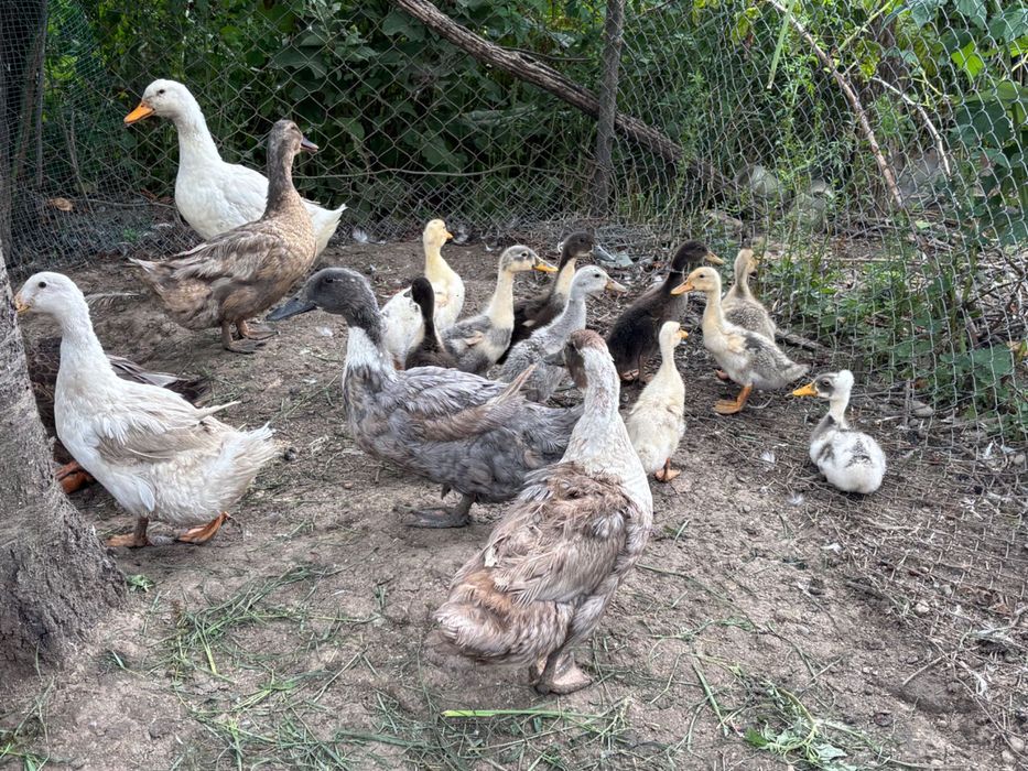 Rățuște diferite mărimi și preț