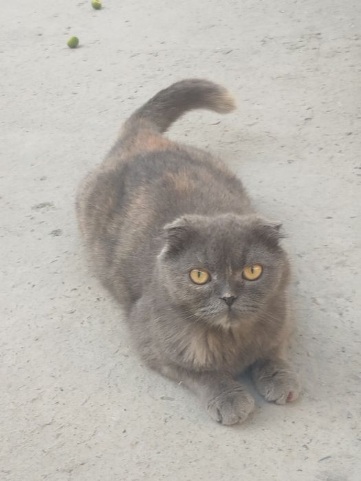 Skotish fold  kul rang yoshi 1da