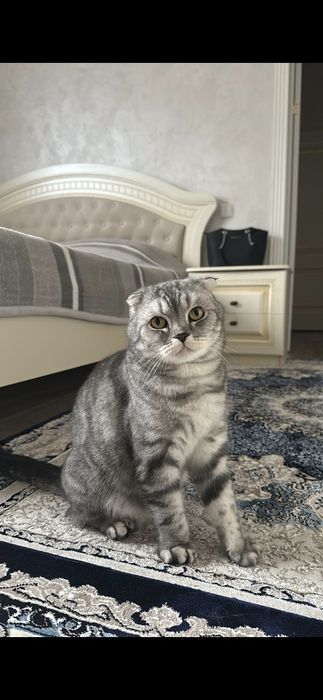 Кот шотлардски вислоухи 3 годика красивый окарас  приученный к лотку