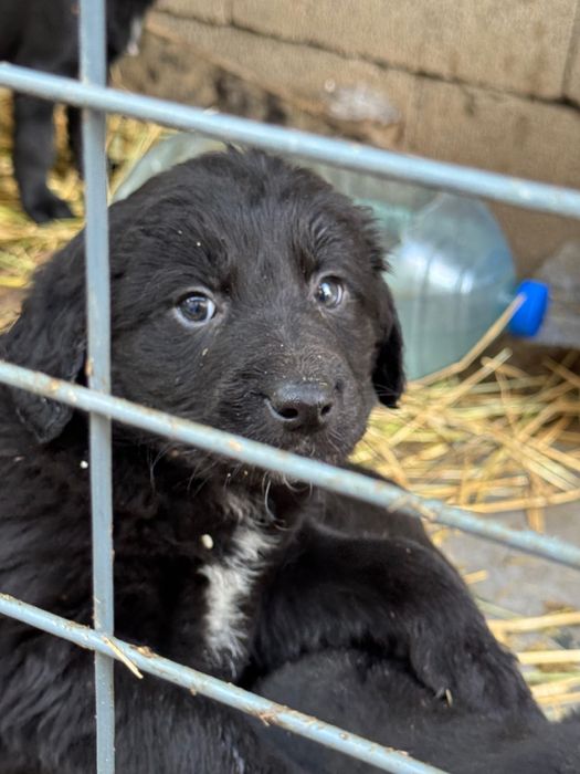 Курцхаар с щенками