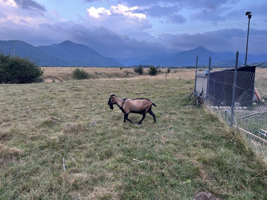 Tap Alpin Francez cu Pedigree